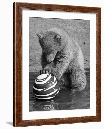 Pipaluk with Sally, His Mum, Playing with a Ball at London Zoo Today. March 1968-null-Framed Photographic Print