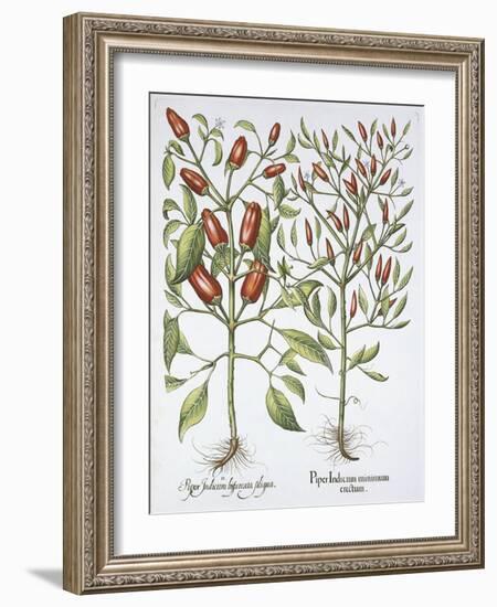 Piper Indicum-Basilius Besler-Framed Giclee Print