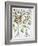 Piper Indicum-Basilius Besler-Framed Giclee Print