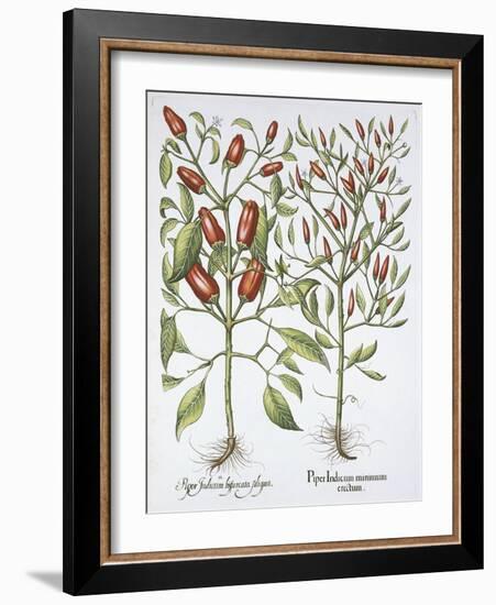 Piper Indicum-Basilius Besler-Framed Giclee Print