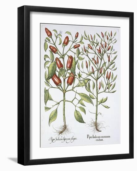 Piper Indicum-Basilius Besler-Framed Giclee Print