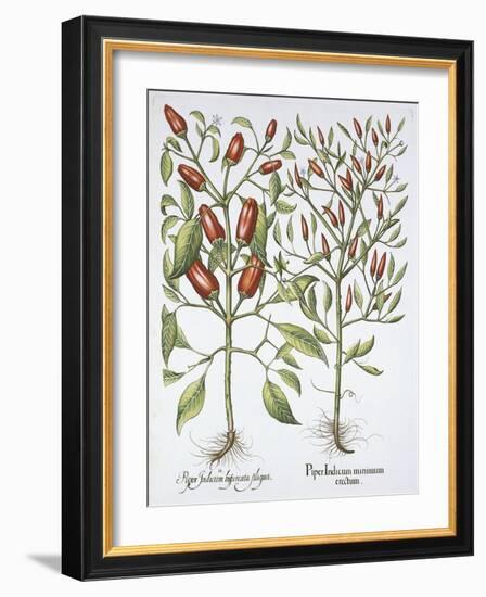 Piper Indicum-Basilius Besler-Framed Giclee Print