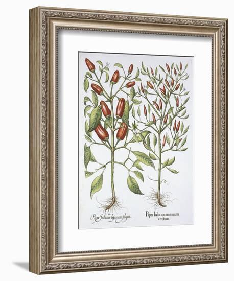 Piper Indicum-Basilius Besler-Framed Giclee Print