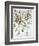 Piper Indicum-Basilius Besler-Framed Giclee Print