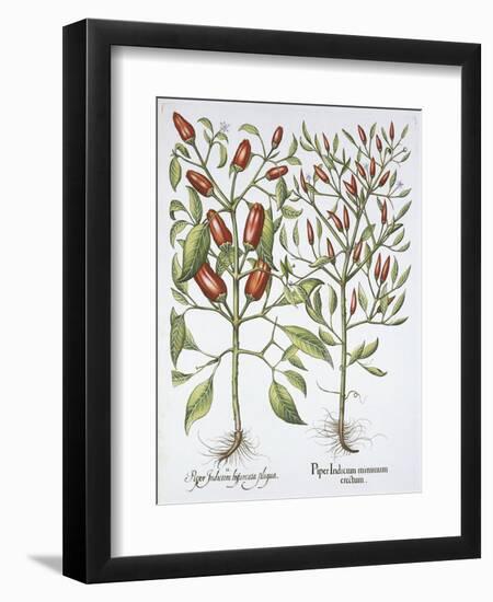 Piper Indicum-Basilius Besler-Framed Giclee Print