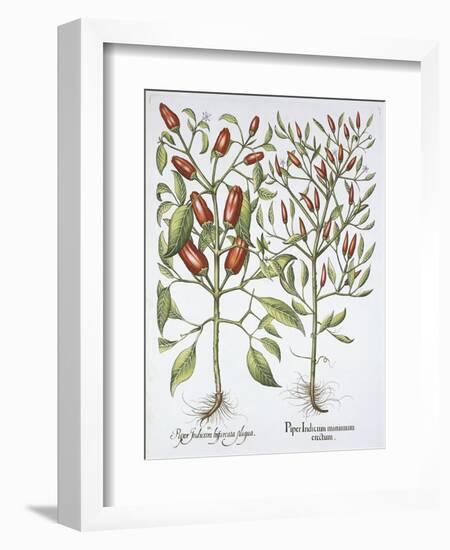 Piper Indicum-Basilius Besler-Framed Giclee Print