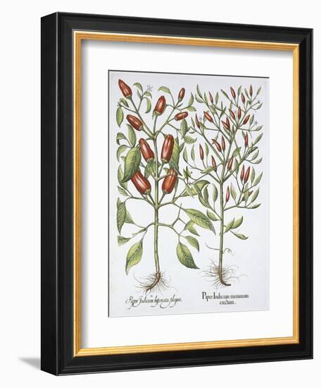 Piper Indicum-Basilius Besler-Framed Giclee Print