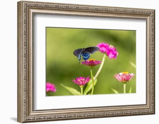 Pipevine swallowtail flying-Richard and Susan Day-Framed Photographic Print