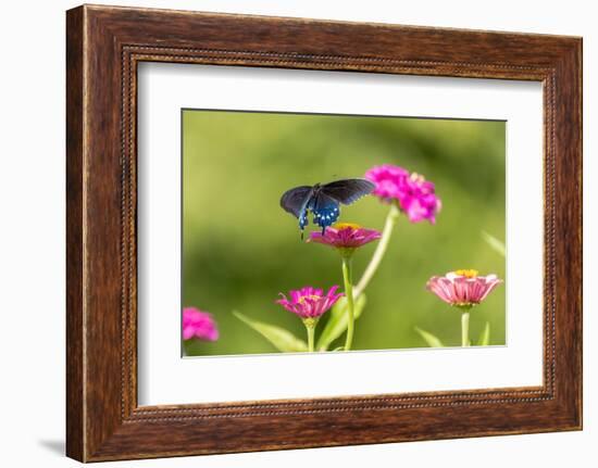 Pipevine swallowtail flying-Richard and Susan Day-Framed Photographic Print