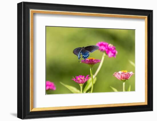 Pipevine swallowtail flying-Richard and Susan Day-Framed Photographic Print