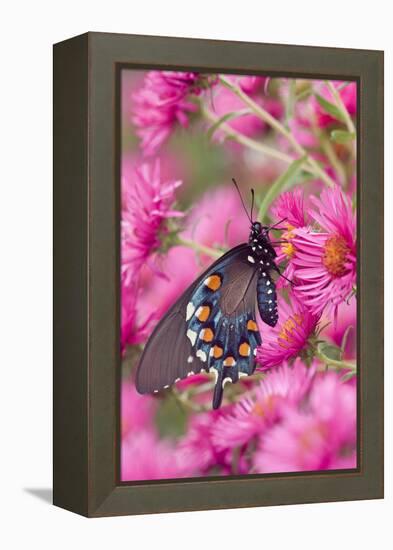 Pipevine Swallowtail on New England Aster, Marion Co. Il-Richard ans Susan Day-Framed Premier Image Canvas