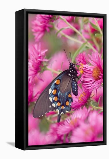 Pipevine Swallowtail on New England Aster, Marion Co. Il-Richard ans Susan Day-Framed Premier Image Canvas