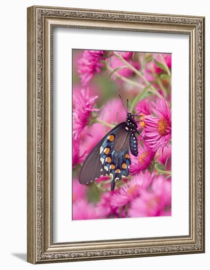 Pipevine Swallowtail on New England Aster, Marion Co. Il-Richard ans Susan Day-Framed Photographic Print