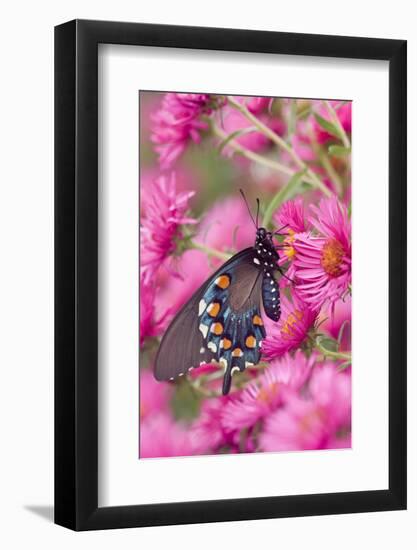 Pipevine Swallowtail on New England Aster, Marion Co. Il-Richard ans Susan Day-Framed Photographic Print