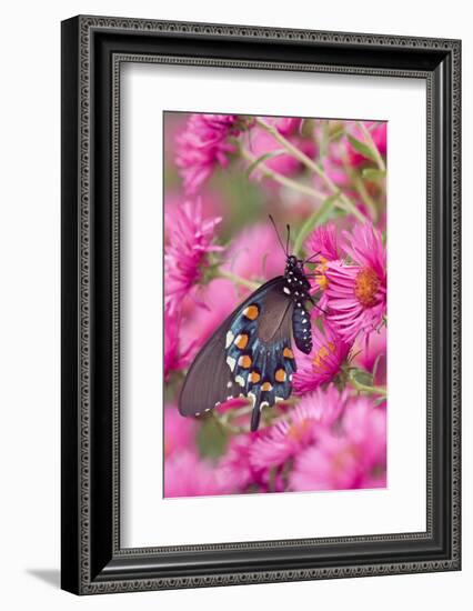 Pipevine Swallowtail on New England Aster, Marion Co. Il-Richard ans Susan Day-Framed Photographic Print