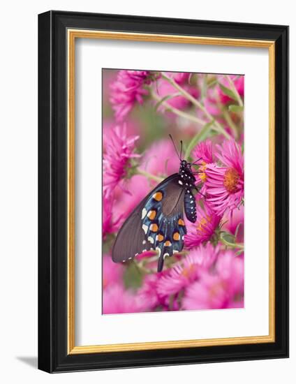 Pipevine Swallowtail on New England Aster, Marion Co. Il-Richard ans Susan Day-Framed Photographic Print