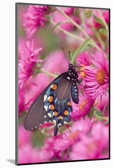 Pipevine Swallowtail on New England Aster, Marion Co. Il-Richard ans Susan Day-Mounted Premium Photographic Print