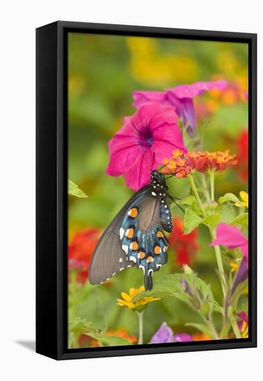 Pipevine Swallowtail on Red Spread Lantana, Marion Co. Il-Richard ans Susan Day-Framed Premier Image Canvas