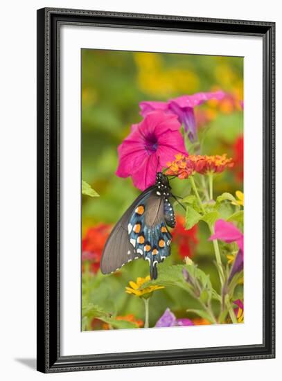 Pipevine Swallowtail on Red Spread Lantana, Marion Co. Il-Richard ans Susan Day-Framed Photographic Print