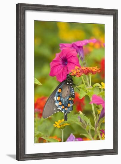 Pipevine Swallowtail on Red Spread Lantana, Marion Co. Il-Richard ans Susan Day-Framed Photographic Print