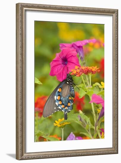 Pipevine Swallowtail on Red Spread Lantana, Marion Co. Il-Richard ans Susan Day-Framed Photographic Print