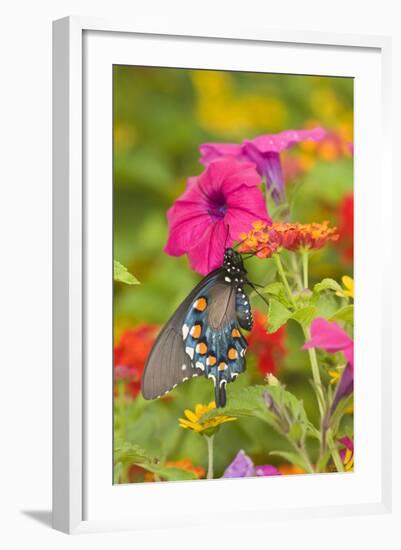 Pipevine Swallowtail on Red Spread Lantana, Marion Co. Il-Richard ans Susan Day-Framed Photographic Print