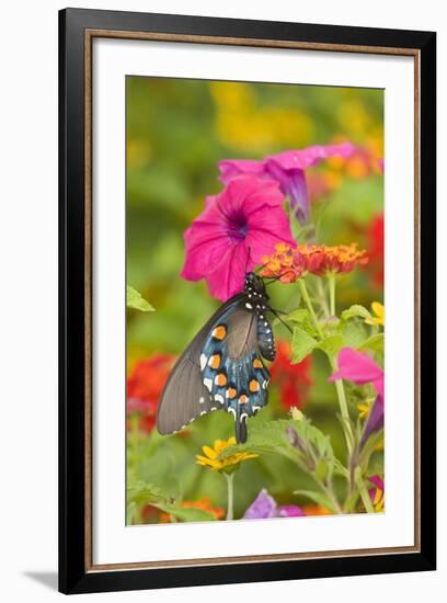 Pipevine Swallowtail on Red Spread Lantana, Marion Co. Il-Richard ans Susan Day-Framed Photographic Print