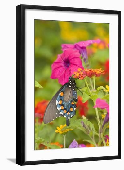 Pipevine Swallowtail on Red Spread Lantana, Marion Co. Il-Richard ans Susan Day-Framed Photographic Print