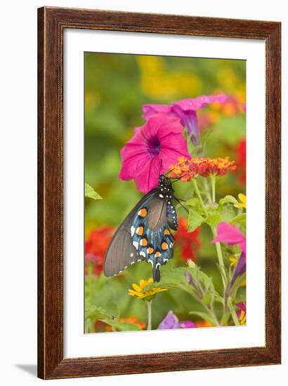 Pipevine Swallowtail on Red Spread Lantana, Marion Co. Il-Richard ans Susan Day-Framed Photographic Print