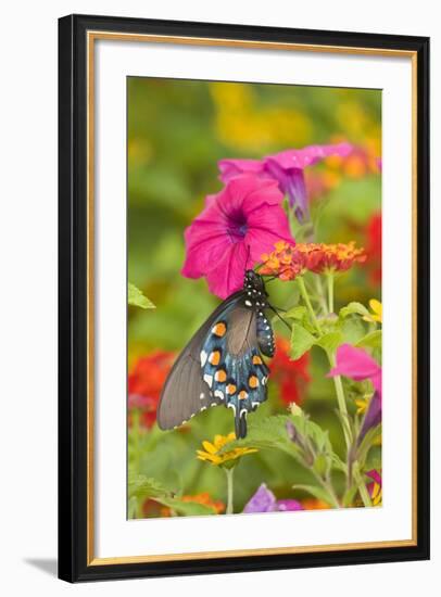 Pipevine Swallowtail on Red Spread Lantana, Marion Co. Il-Richard ans Susan Day-Framed Photographic Print