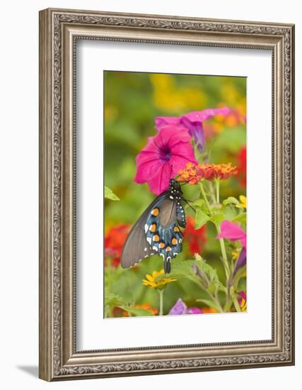 Pipevine Swallowtail on Red Spread Lantana, Marion Co. Il-Richard ans Susan Day-Framed Photographic Print