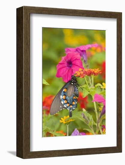 Pipevine Swallowtail on Red Spread Lantana, Marion Co. Il-Richard ans Susan Day-Framed Photographic Print