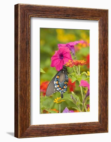 Pipevine Swallowtail on Red Spread Lantana, Marion Co. Il-Richard ans Susan Day-Framed Photographic Print