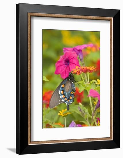 Pipevine Swallowtail on Red Spread Lantana, Marion Co. Il-Richard ans Susan Day-Framed Photographic Print