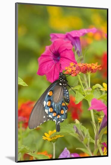 Pipevine Swallowtail on Red Spread Lantana, Marion Co. Il-Richard ans Susan Day-Mounted Photographic Print