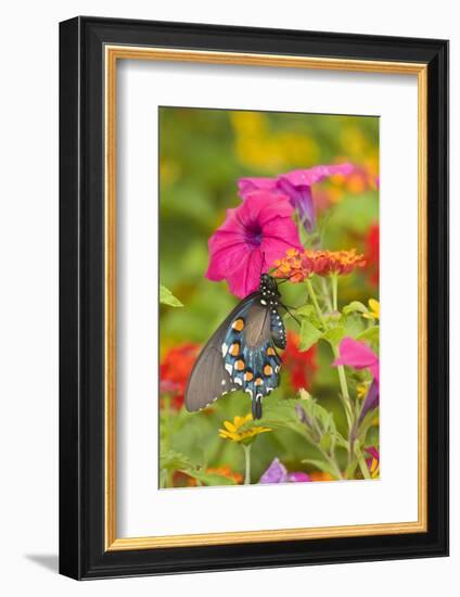 Pipevine Swallowtail on Red Spread Lantana, Marion Co. Il-Richard ans Susan Day-Framed Photographic Print