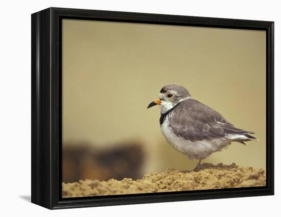 Piping Plover-Adam Jones-Framed Premier Image Canvas