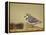 Piping Plover-Adam Jones-Framed Premier Image Canvas