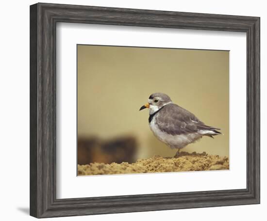 Piping Plover-Adam Jones-Framed Photographic Print