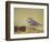 Piping Plover-Adam Jones-Framed Photographic Print