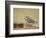 Piping Plover-Adam Jones-Framed Photographic Print