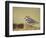 Piping Plover-Adam Jones-Framed Photographic Print