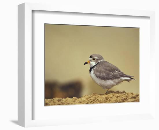 Piping Plover-Adam Jones-Framed Photographic Print