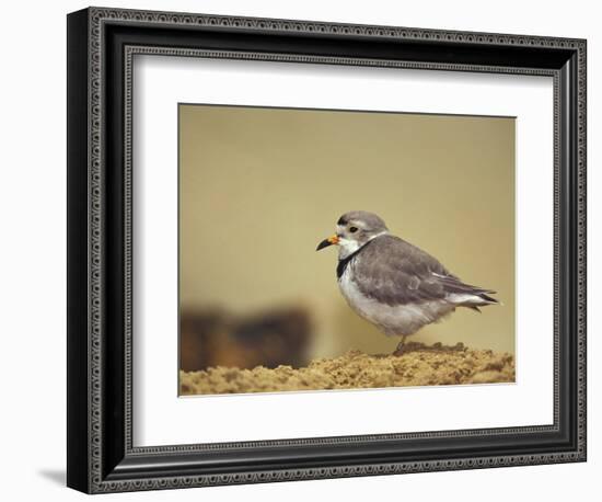 Piping Plover-Adam Jones-Framed Photographic Print