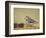 Piping Plover-Adam Jones-Framed Photographic Print