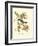 Pipiry Flycatcher-John James Audubon-Framed Premium Giclee Print