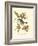 Pipiry Flycatcher-John James Audubon-Framed Art Print