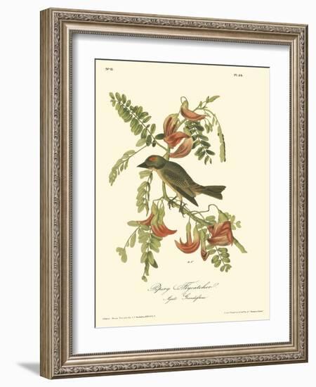 Pipiry Flycatcher-John James Audubon-Framed Art Print