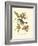 Pipiry Flycatcher-John James Audubon-Framed Art Print