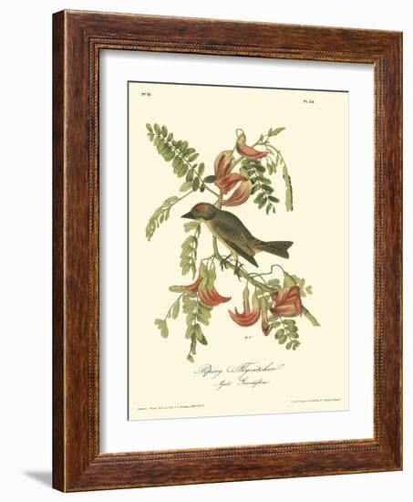 Pipiry Flycatcher-John James Audubon-Framed Art Print